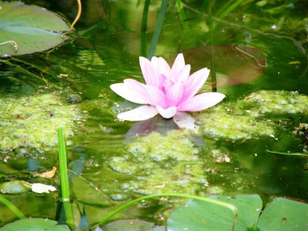 Seerose

