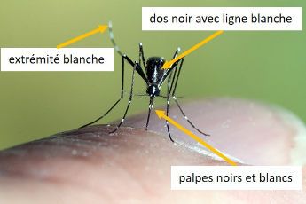 Moustique tigre