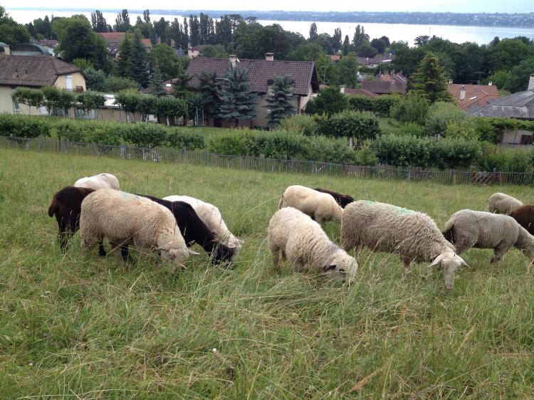 Les moutons près des serres de Pregny