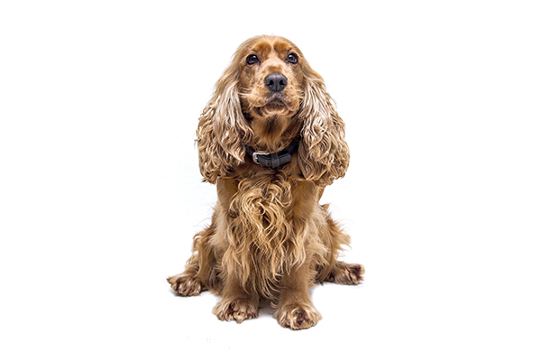 medailles chiens