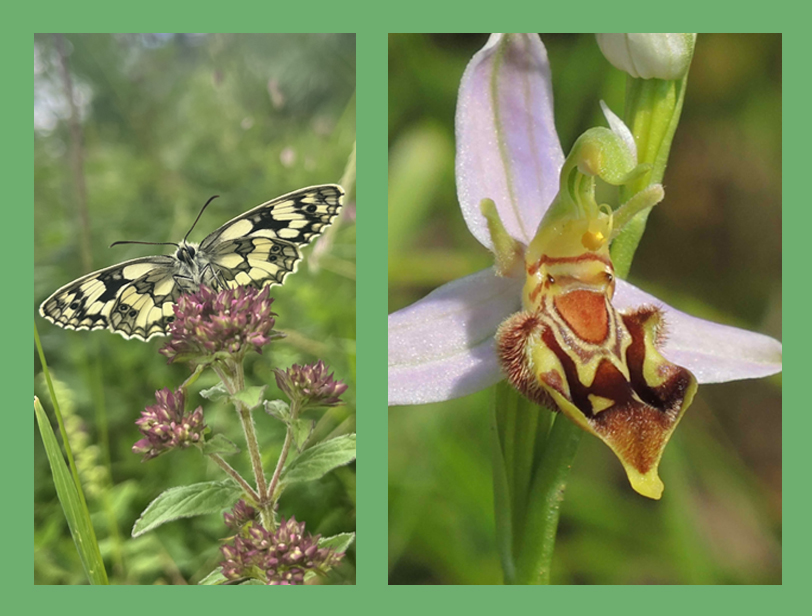 Schmetterling 