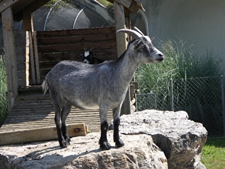 Tierpark Chrüzacher Ziege