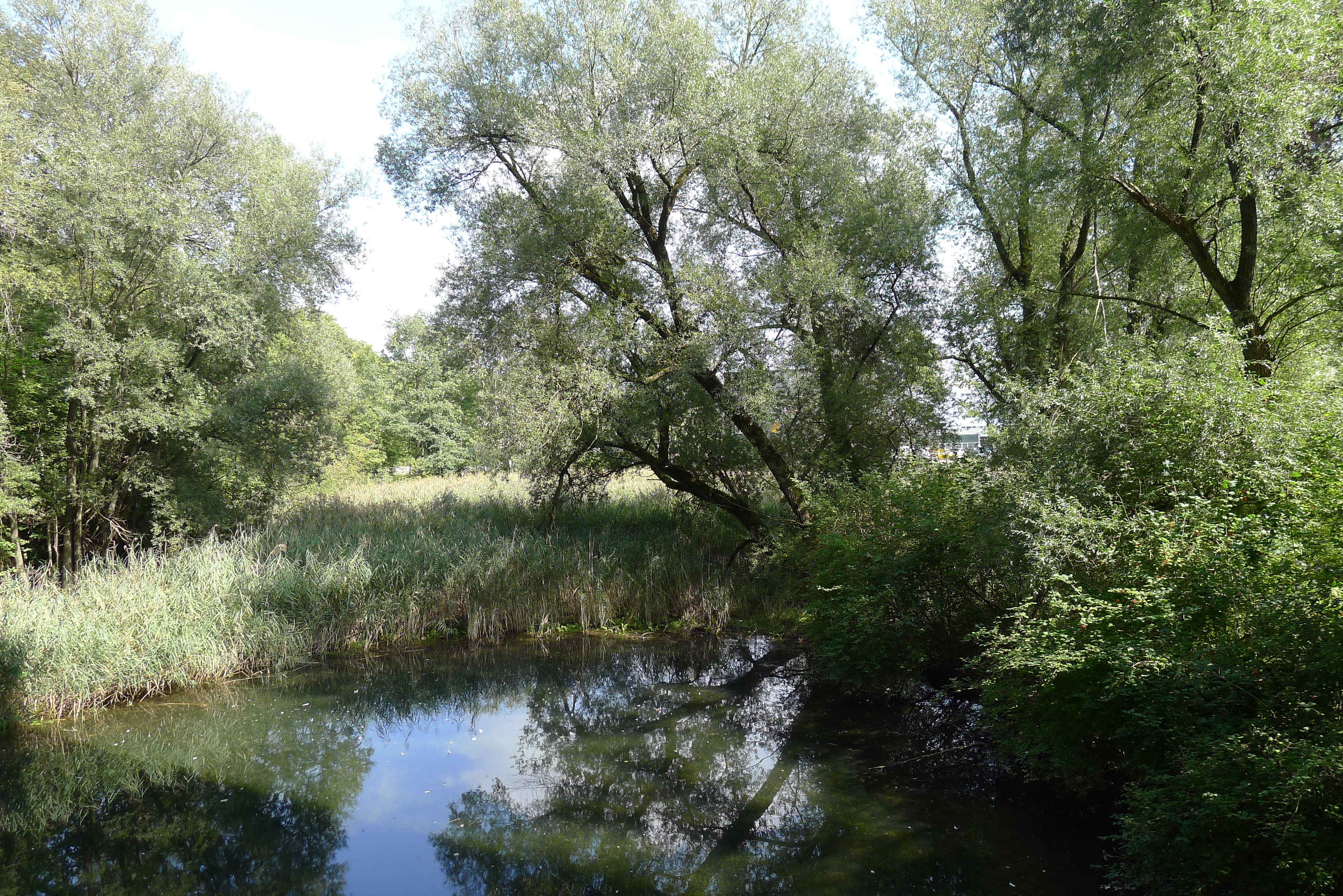 Altschilf und Silberweiden an den Seitengewässern der Limmat