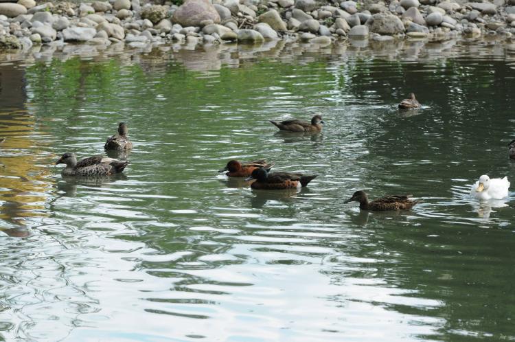 Einweihung Entenweiher