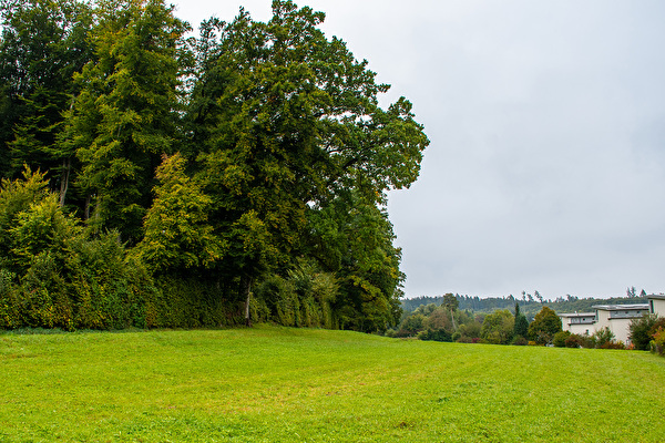 Waldgrenze Buchenwäldli