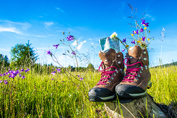 Wanderschuhe in Blumenwiese
