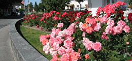 Rosen