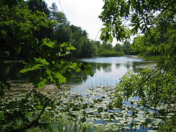 Wald