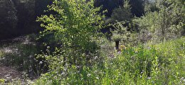 Wald