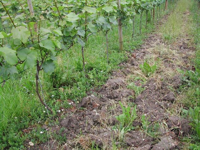Sporadisch sollte im Rebberg der Boden auflockert und durchlüftet werden. In dieser Junganlage wurde der Boden jeder zweiten Reihe "gemulcht", das heisst mit einer Maschine aufgerissen.
