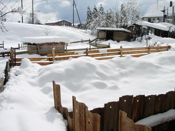 Offenbar lieben Flückiger's Wollschweine den Schnee nicht so und ziehen den geschützten Unterstand vor.