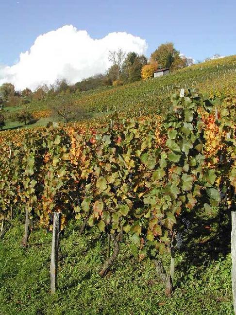 Seit vielen Tagen jagt eine Schlechtwetterfront die andere über Europa. Am Dienstag, 15. Okt. wäre eigentlich der offizielle Herbstbeginn vorgesehen gewesen. Ab diesem Tag bis Freitag sind aber ca. 70 mm Niederschlag gefallen. Am Samstag sehen wir wieder erste Sonnenstrahlen aber noch stehen weitere drohende Wolken am Himmel. Das Rebenlaub ist zum Teil schön farbig geworden, hat den Herbststürmen bis jetzt aber recht gut getrotzt.