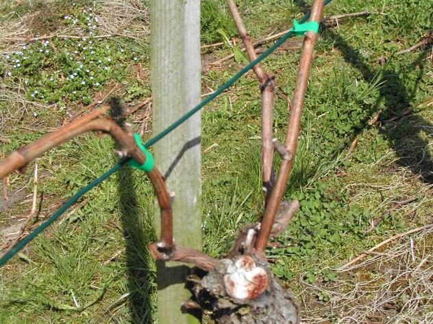Mit Ringen, Schnüren oder Kunststoffbändern werden die belassenen Triebe je nach Anbausystem am Rebstecken oder am Draht befestigt.