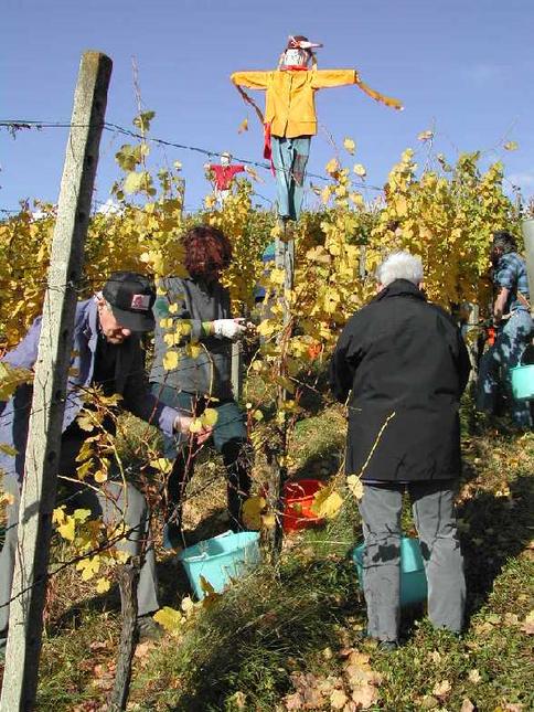 Samstag, 19. Oktober 2002. Familie Roth nutzt die wenigen Sonnenstrahlen am heutigen Tag, um die Gewürztraminerernte einzubringen. Trotz Sonnenschein liegt die Temperatur unter 10°, warme Jacken sind empfohlen. Man beachte, dass hier das Laub schon fast weg ist - im Gegensatz zu den Blauburgunder Reben im vorangehenden Bild.