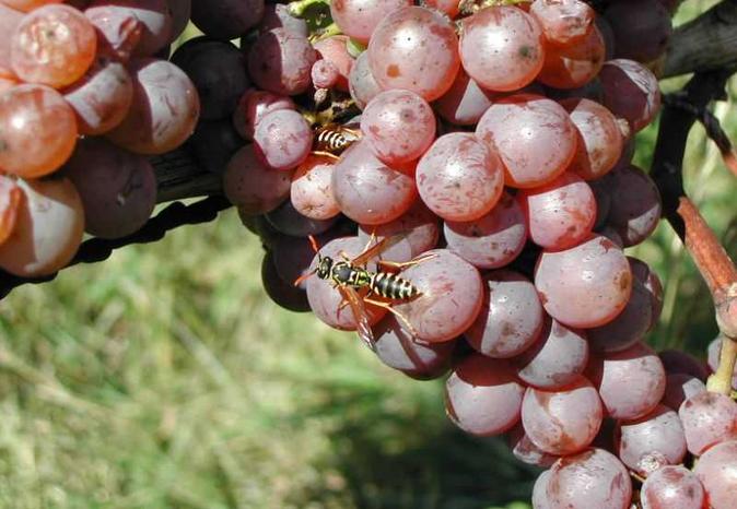 Auch die Wespen können im Rebberg beträchtlichen Schaden anrichten. Sie fressen die süssen Beeren an. Auch hier - wie beim Vogelfrass - sind die beschädigten Traubenbeeren sehr fäulnisanfällig. An feuchtwarmen Tagen und Nächten kann diese Fäulnis sich sehr schnell verbreiten. Ein wirksames Mittel gegen den Wespenfrass gibt es kaum.