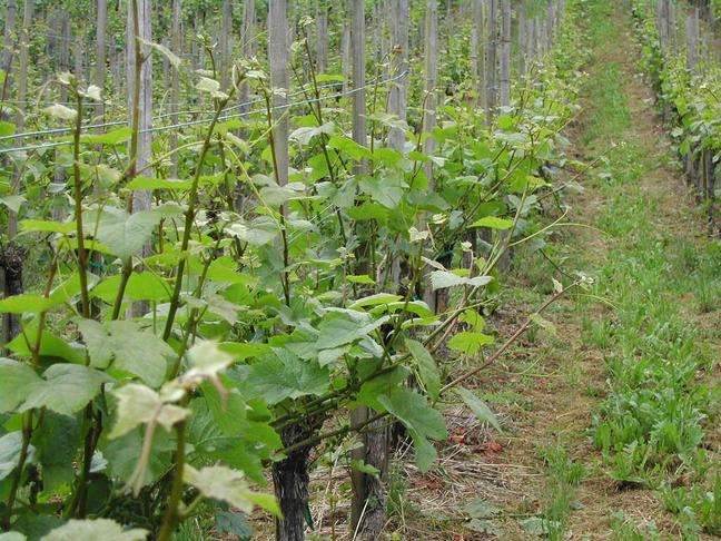 Die Reben sind zur Zeit sehr wüchsig. Man kann fast sehen, wie die Schosse und Ranken jeden Tag länger werden. Für den Rebbauern steht viel Laubarbeit an. Überschüssige Triebe werden entfernt und die langen Ranken, die frei herumhängen, werden in die Drähte eingeschlauft, damit sie später mit den schweren Trauben besseren Halt haben. Dabei wird darauf geachtet, dass das Blattwerk gut besonnt und durchlüftet wird.

Auf diesem Bild ist zu erkennen, dass diese Arbeit noch nicht gemacht ist.