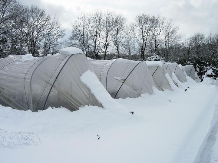 Gärtnermeister Markus Haus hat seine Treibhäuser im Hindergarten bereits von der schweren Schneelast befreit.