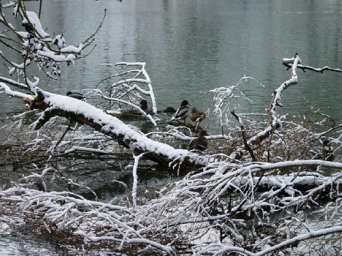Die beiden umgestürzten Bäume liegen im Wasser und bieten den Enten einen angenehmen Sitzplatz.