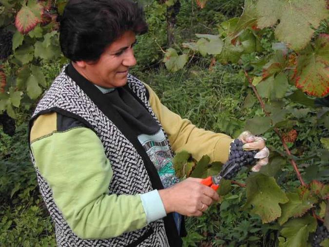 "Mir sind am Herbschte". Die Weinlese, der "Wümmet", hat begonnen. Der Rebbauer ist bei dieser Arbeit auf Fremdhilfe angewiesen. So sind dann Frauen, Rentner, Schüler und andere gute Geister im Rebberg anzutrefen, die man unter dem Jahr sonst hier nicht antrifft. - Die Arbeit muss sorgfälltig gemacht werden. Ungesundes Traubengut wird ausgesöndert und auf den Boden geschnitten. Qualität ist hier schon gefragt!