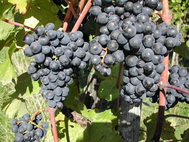 Blauburgunder, auch Pinot Noir oder speziell im Kanton Zürich zum Teil auch Klevner genannt, ist heute die <b>bedeutenste Rotwein-Rebsorte in der Ostschweiz</b>.  - Die Weine sind blumig und wechseln je nach Klima und Lage von fruchtig-eleganten Typen bis zu samtig vollen und sehr lagerfähigen Spitzenprodukten.
