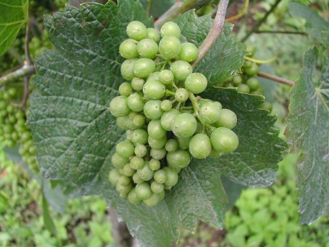 Man sagt, die Trauben schliessen, wenn sie kompakt werden und die Beeren sich berühren. Bevor es so weit ist, werden die Trauben nochmals gespritzt, damit möglichst alle Beeren gegen Fäulniss geschützt werden. Am leichten Schimmer sieht man, dass das hier bereits geschehen ist. - Die Trauben werden schwer und hängen bereits nach unten. Allgemein wird in unserer Gegend festgestellt, dass die Trauben ausserordentlich gross werden in diesem Jahr.