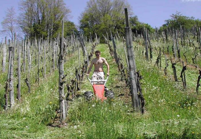 Mit dem wüchsigen Aprilwetter ist das Gras im Rebberg zu gross geworden. Der Motormäher kommt zum Einsatz.