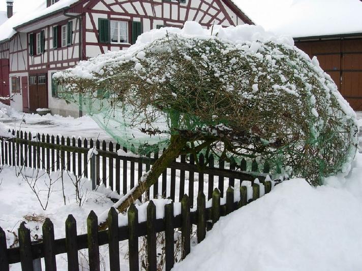 Der Baum von Familie Jasper vermochte der schweren Last nicht mehr Stand zu halten.