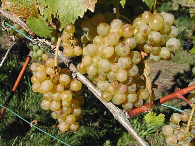 <b>Weitverbreitete weisse Traubensorte</b>, die im vorigen Jahrhundert von Hermann Müller-Thurgau gezüchtet wurde. Die Vorschrift, den Wein nicht als RieslingxSylvaner sondern als <b>Müller-Thurgau</b> zu bezeichnen, kann sich bei uns noch nicht so richtig "durchsetzen". - Die Weine zeichnen sich aus durch einen, je nach Produzent mehr oder weniger starken, Muskatton.