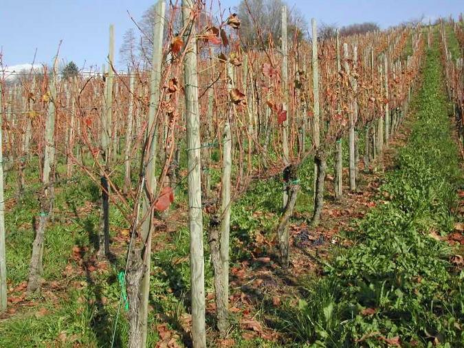Fast alles. Im Rebberg müssen in den nächsten Wochen noch die Ranken von Rebstecken und Drähten gelöst werden. Sie erinnern sich: Im Frühjahr wurden diese mit Schnüren, Plastik oder Ringen festgemacht. Damit die erste Arbeit im nächsten Frühjahr, das Schneiden, wieder problemlos erfolgen kann, wird alles freigemacht. Vergleichen Sie dieses Bild mit dem vorletzten, das neun Tage vorher aufgenommen wurde. Es hat sich doch einiges verändert...! Die Herbststürme fegen durchs Land.