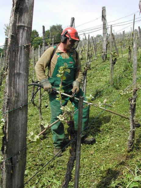 Walter Rubli verzichtet darauf, unter den Reben dem Gras mit Herbiziden zu Leibe zu rücken. Dafür kommt bei ihm der Schnurmäher zum Einsatz. Diese Arbeit ist anstrengend und muss sehr sorgfältig ausgeführt werden, damit die Rebstöcke nicht verletzt werden.