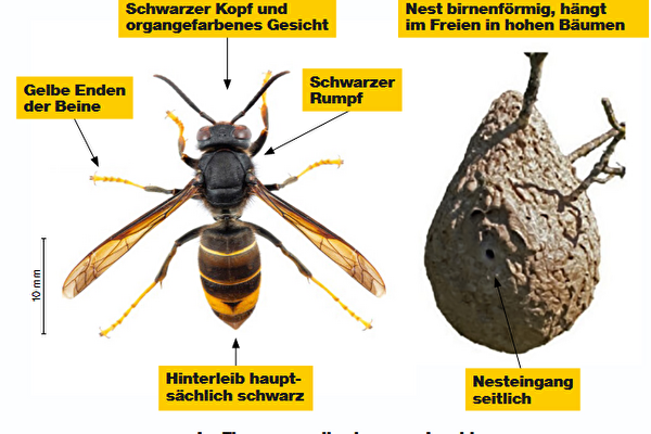 Bild von Asiatischer Hornisse und Nest