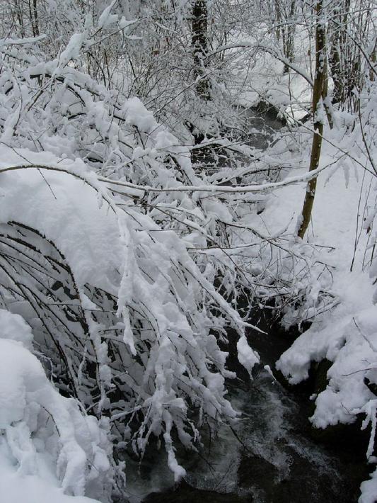 Hier unten am Mühlibach liegt auch noch der Schnee, der vor einigen Tagen gefallen ist. Bäume und Sträucher tragen besonders schwer.