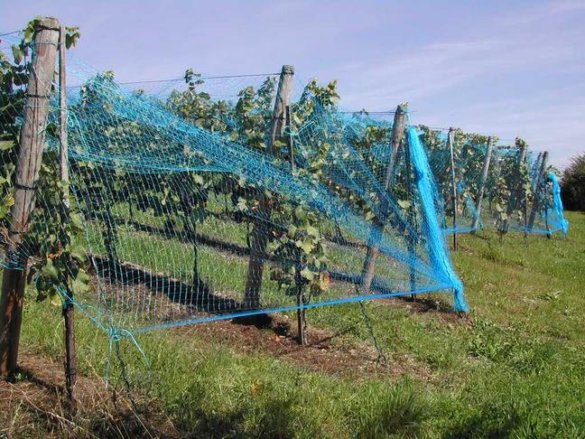 Lästig sind die Amseln und Stare, die auf ihren Raubzügen im Rebberg beträchtlichen Schaden anrichten können. Nicht wegen der "gestohlenen" Beeren, sondern weil die angepickten Früchte fäulnisanfällig sind. Zuverlässigsten Schutz bieten die Netze. Allerdings müssen sie vorschriftsgemäss montiert sein, damit sich Igel und Vögel nicht verhangen. Vogelschutz mit "Knalleffekt" ist in den bewohnten Gebieten verpönt.