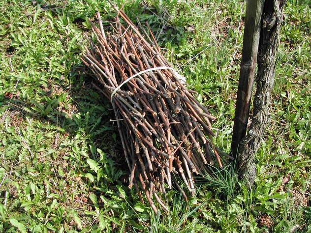 Das Rebholz ist zu kleinen Wellen gebunden und muss noch nach Hause geholt werden. Rebholz ist gutes Brennholz. Oft werden kleine "Bürdeli" im Winter noch als Schmuck auf Fenstersimsen verwendet.
