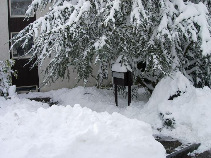 Da der Schnee anfänglich recht nass war, haben die Bäume ganz ordentlich schwere Last zu tragen.