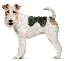 Symbolbild Hund (Foxterrier)