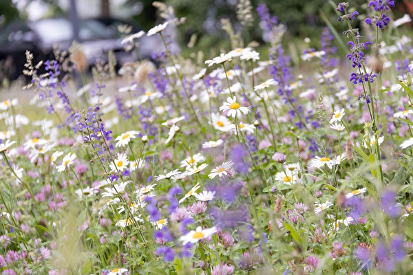 Wildblumenwiese