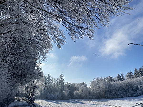 Waldlichtung