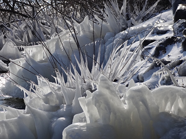 Eissträucher am Ufer