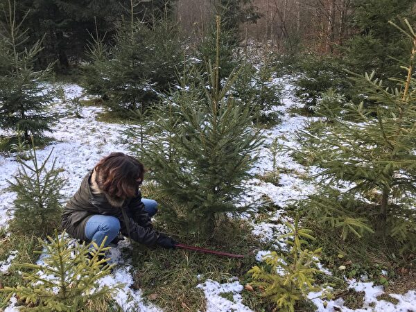 Christbaum selber schneiden