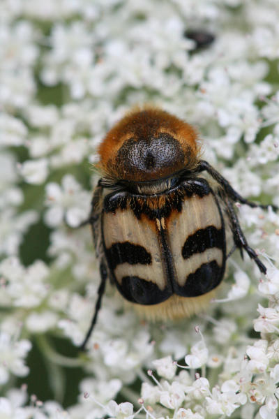 Gebänderter Pinselkäfer