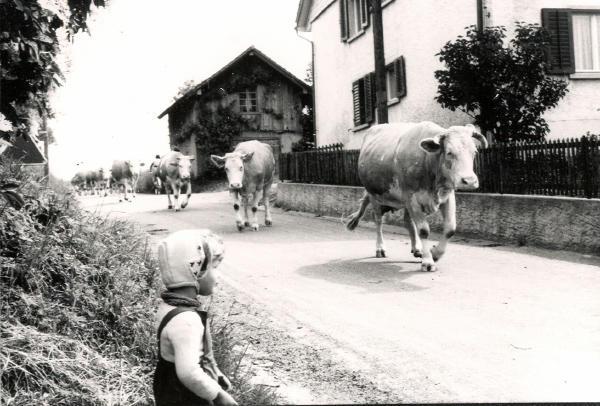 Von der Weide heimkehrendes Vieh auf der Bachenbülacherstrasse.