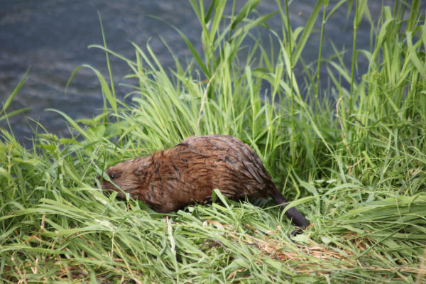 Bisamratte (runder Schwanz)