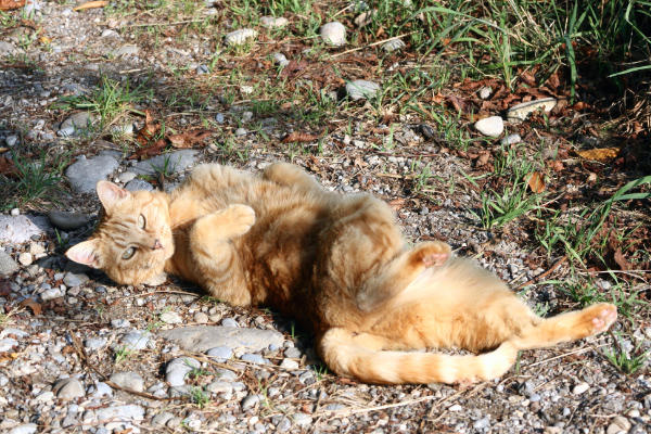 Hauskatze