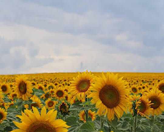 Sommer