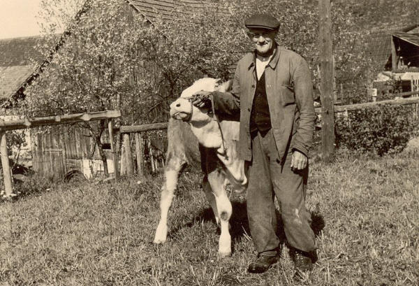 Foto 1980
Adolf Volkart mit Kalb in der Grafschaft