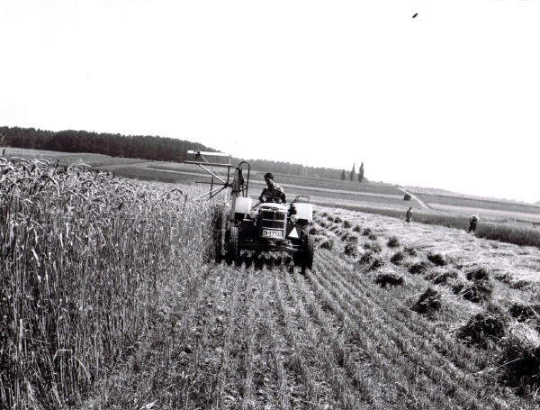 Traktor mit Bindemäher, mäht das Getreide und bindet es zu Garben zusammen.