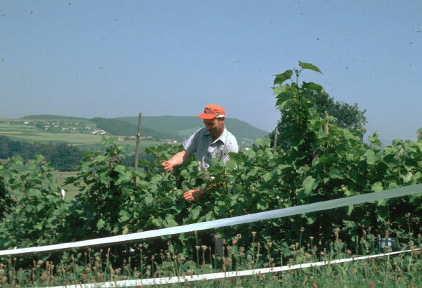 Walter Volkart, im letzten Niederglatter Rebberg