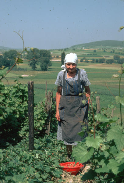 Luise Volkart, im letzten Niederglatter Rebberg