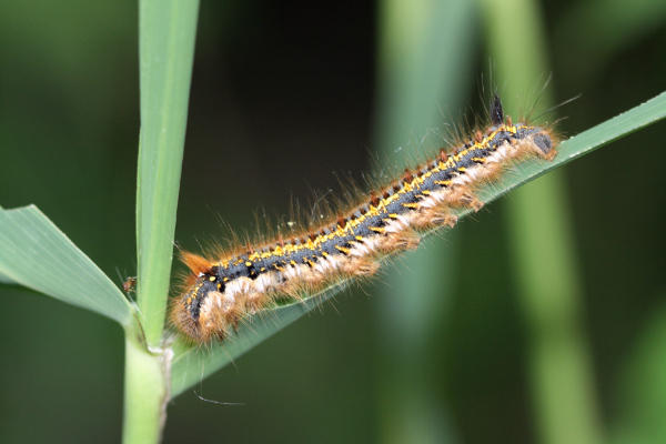Raupe der Grasglucke Trinkerin